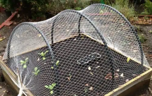 Anti-bird netting for garden weed
