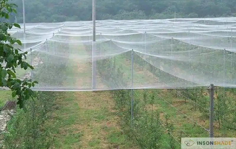 Anti-bird netting for vineyard