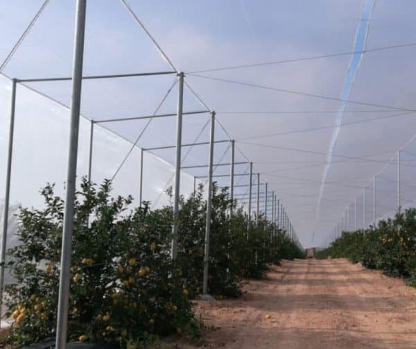 Bee netting for orange trees