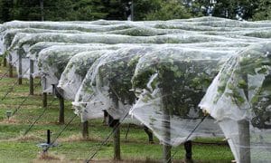orchard hail netting
