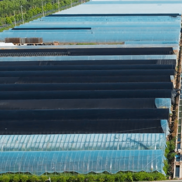 Shade net for polytunnel