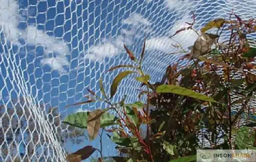 Anti-bird netting for orchard