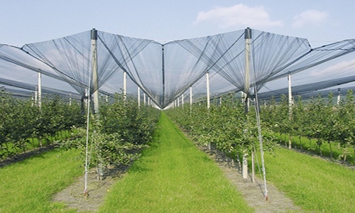 protection net against hail, sunburn, birds & bats.