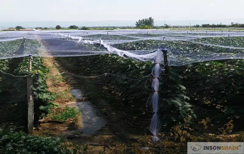 Vineyard bird netting