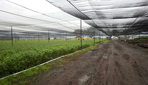Agricultural shade Netting