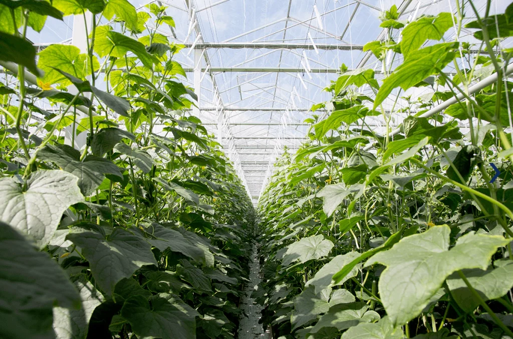 energy saving screen in cucumber greenhouse