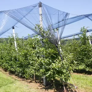Fruit Tree Netting