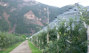 Anti hail for orchards, Drape over Netting