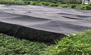 70% greenhouse shade cloth application