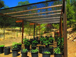 shade cloth for nursery