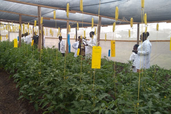 Crops protected by shade cloth and shade net