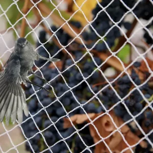 image of a bird flying over a bird netting for fruit trees