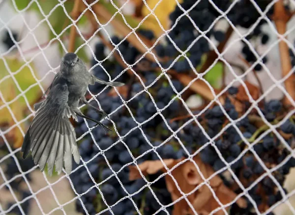 image of a bird flying over a bird netting for fruit trees
