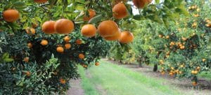 Seedless Citrus farm
