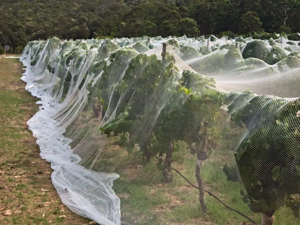 vineyard-bird-netting