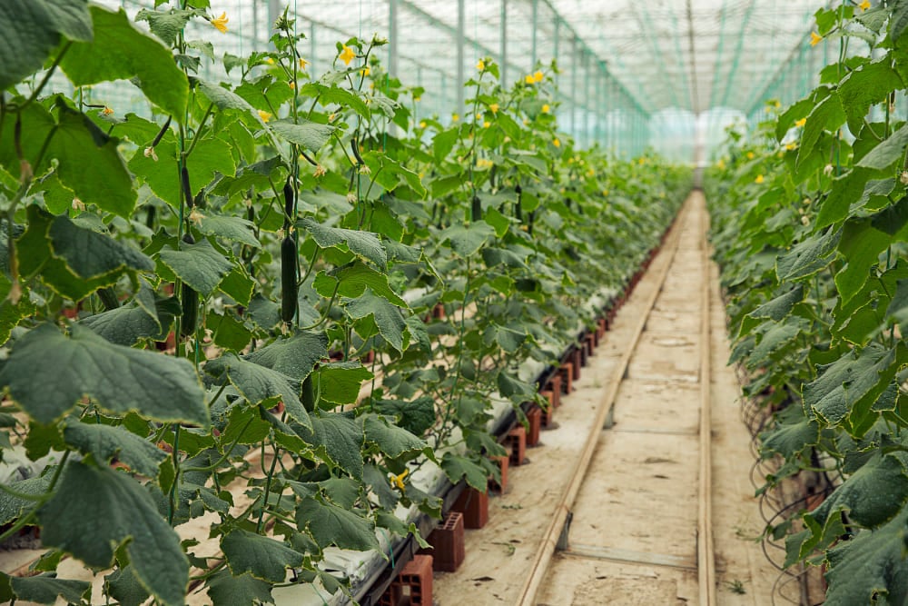 feature image of "Agricultural Netting For Greenhouses & Other Related Fields"