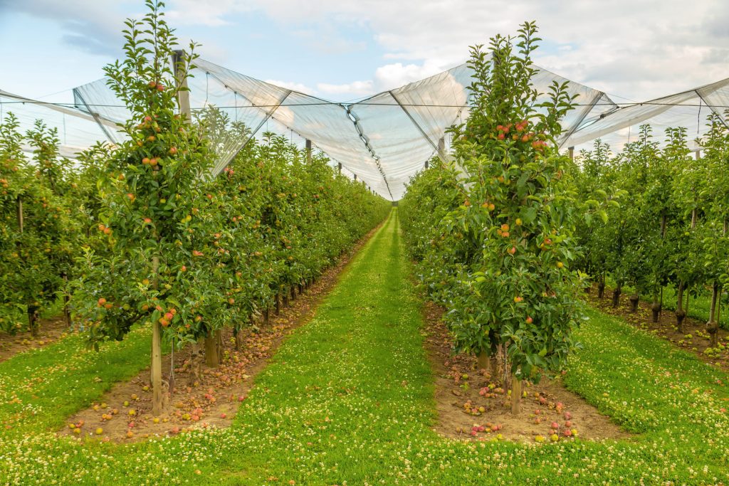 image of bird netting for fruit trees implemented on a farm