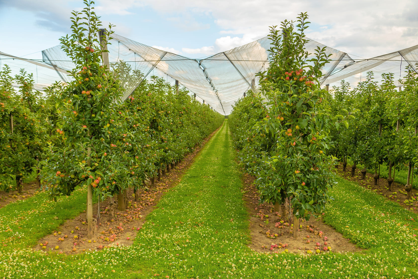 Fruit Tree Nettings