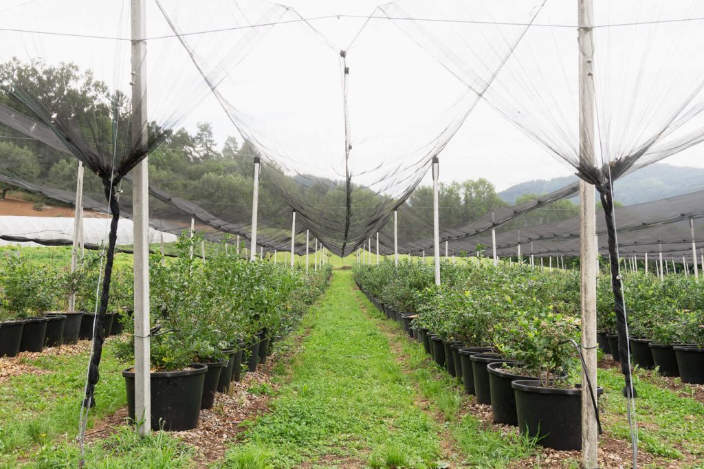 image of a bird netting over a small vegetable farm