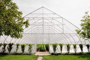 featured image of "Best Shade Cloth for Greenhouse to Grow Beautiful Plants"