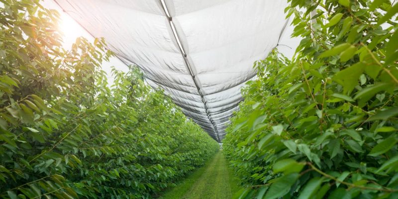 Featured image of "top six uses of agricultural netting to your farm"