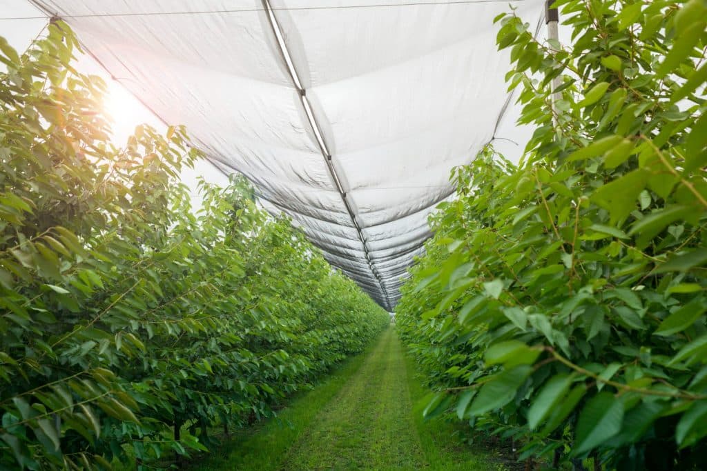 Featured image of "top six uses of agricultural netting to your farm"