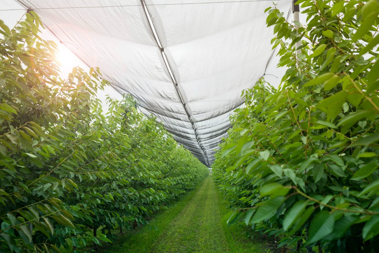 Featured image of "top six uses of agricultural netting to your farm"