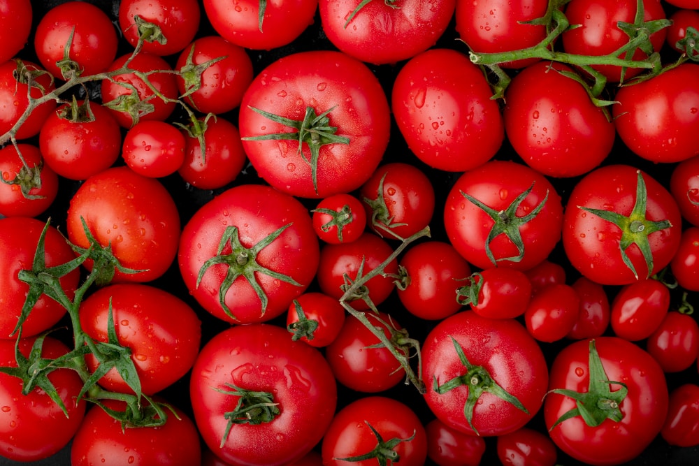 feature image of "Shade Cloth for Tomato Plants - What You Need to Know?"