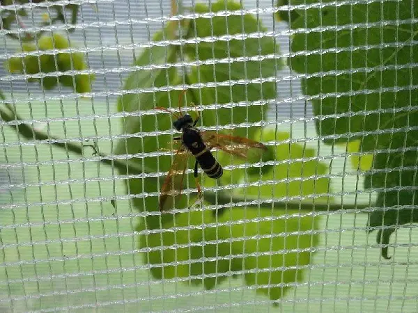 Anti Bee