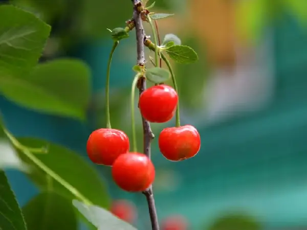 Protect Cherries