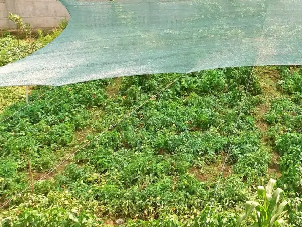 Hail Netting for Garden