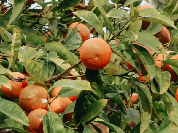 Protect Orchards Orange