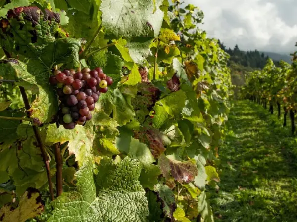 Use Insect Netting to Protect Vineyards