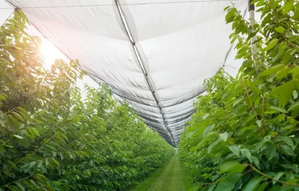 hail netting wholesale