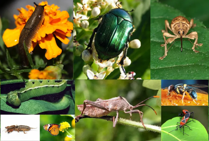 common insects