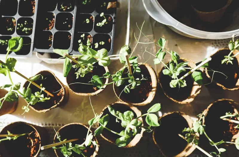 Potted plants