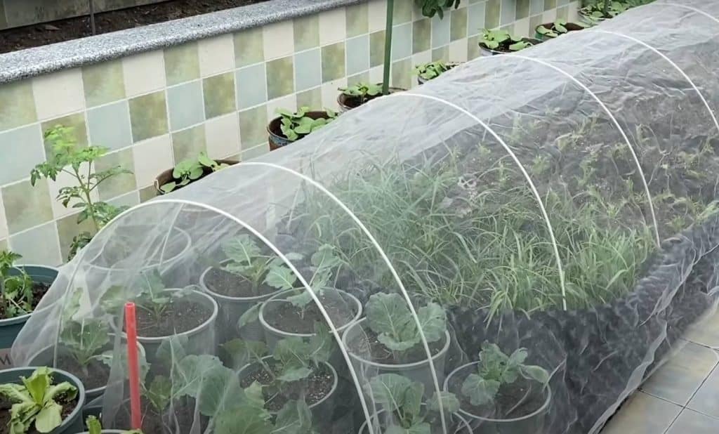 anti insect netting for garden plants