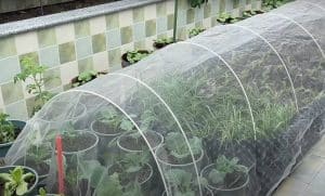 Anti insect netting for garden plants