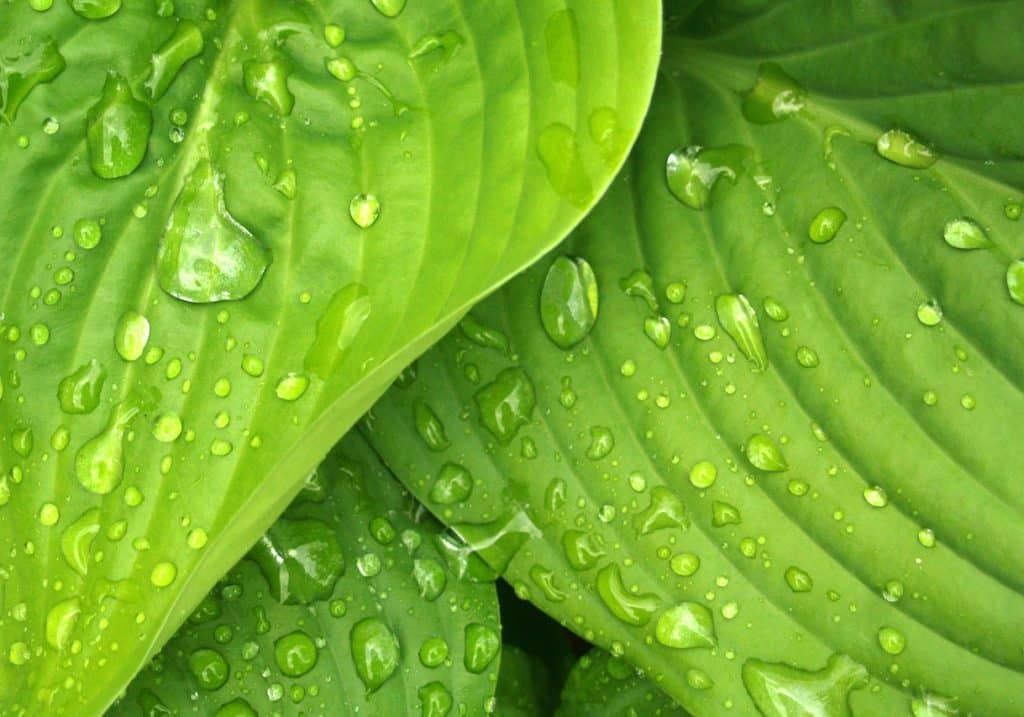 how to protect plants from rain