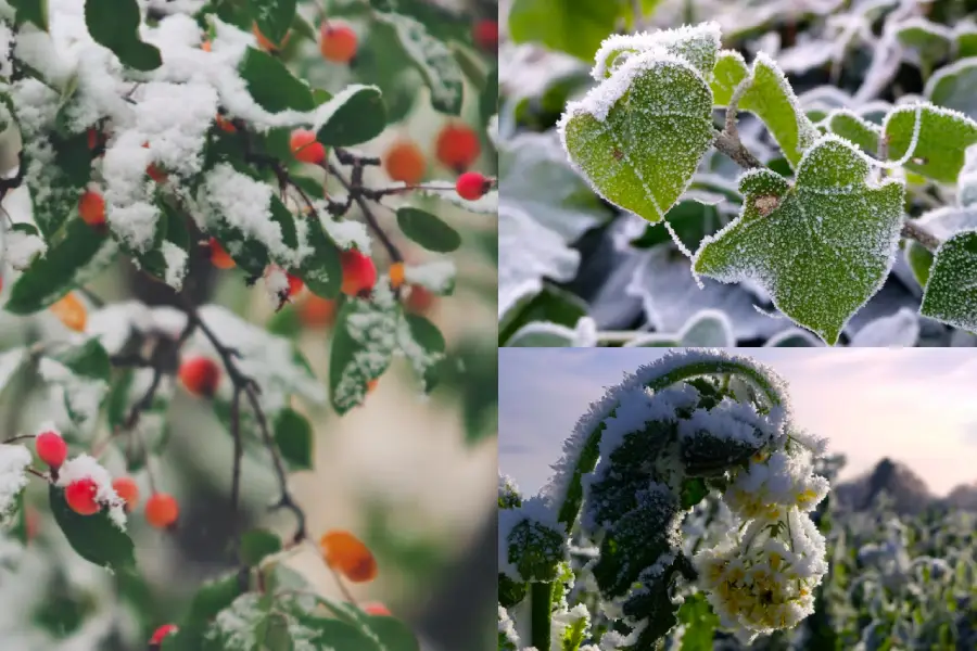 Cold weather damaged plants in winter