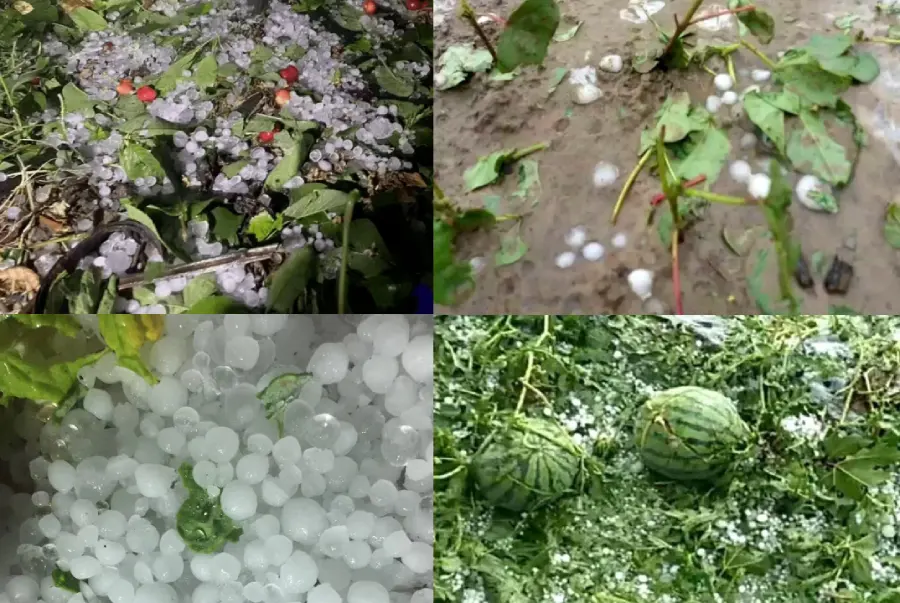 Huge hail damage to plants