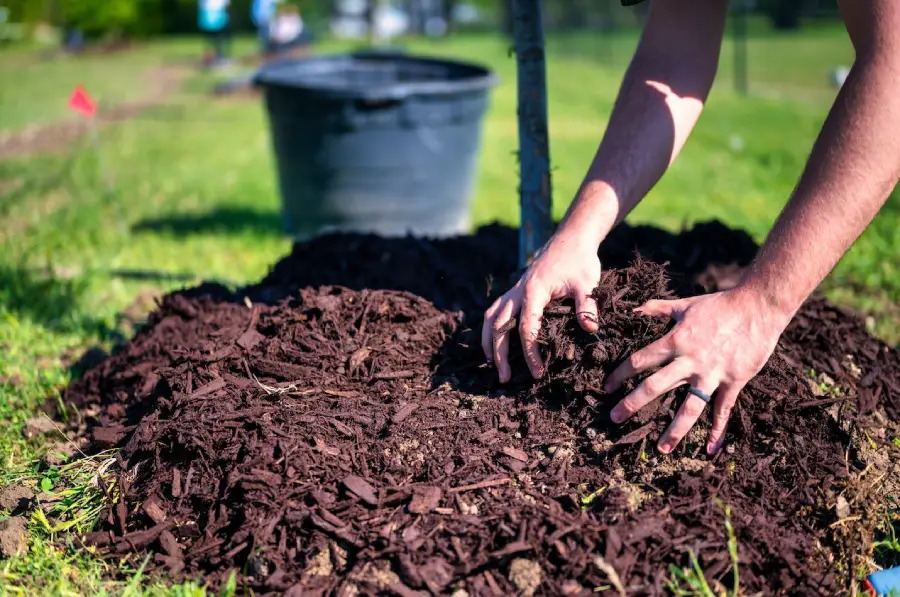 Mulch to Protect Plants in Winter