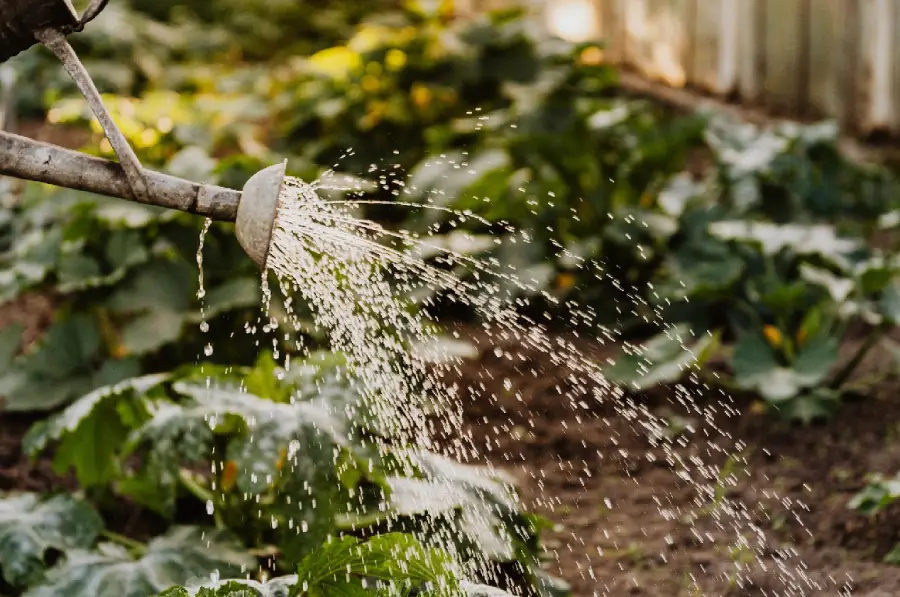 Water Plants Deeply Before Ground Freezes