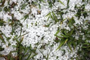 how to protect plants from hail damage