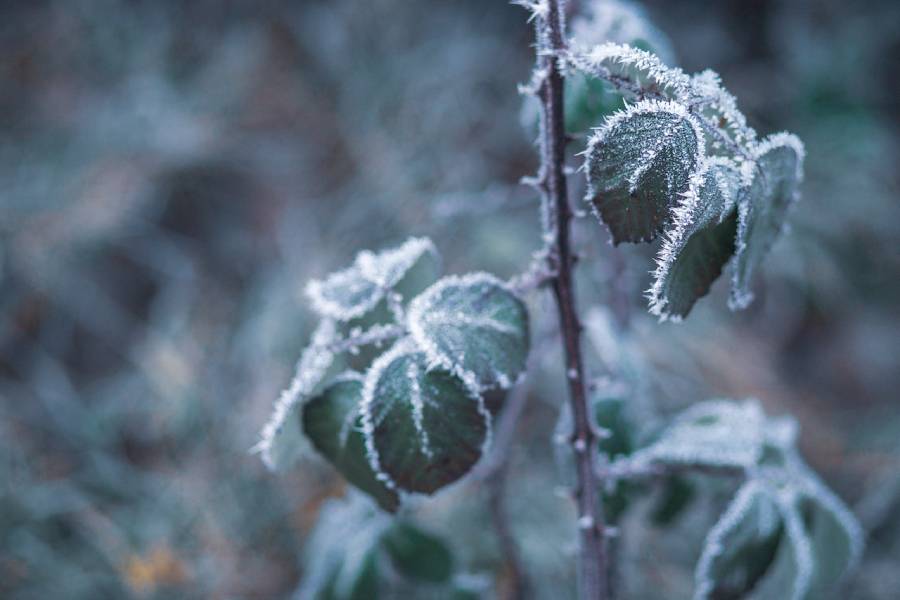 Protect outdoor plants in winter