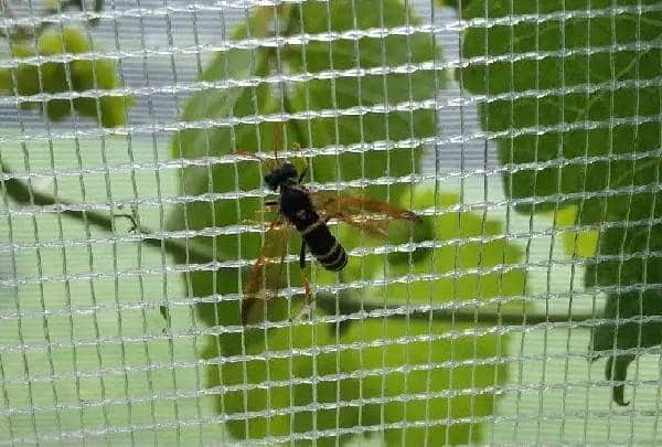 Anti Bee Netting