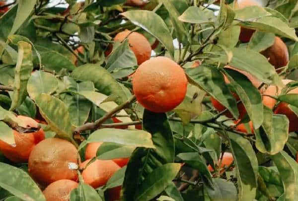 Protect Orange Trees