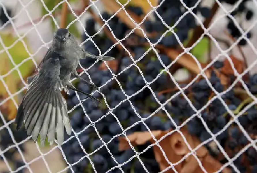 Anti bird netting for blueberry