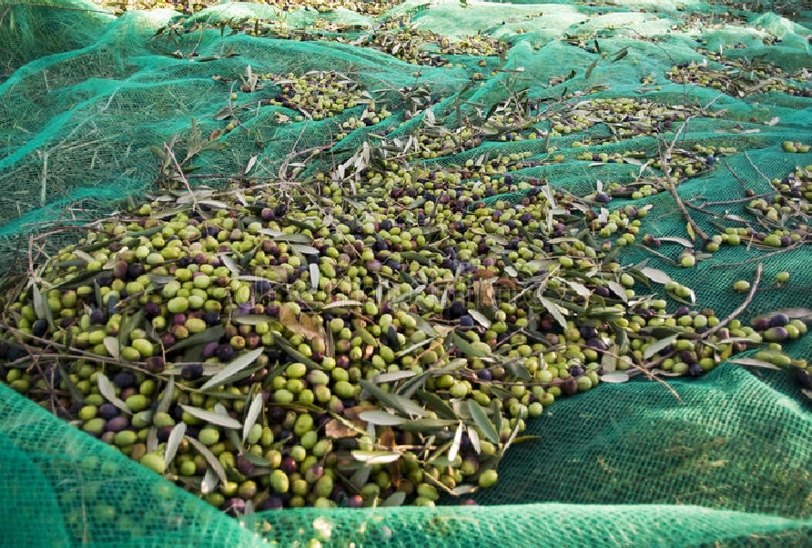 fruit collector harvesting net