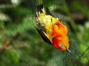 Bird Netting to Protect Fruit Trees from Birds